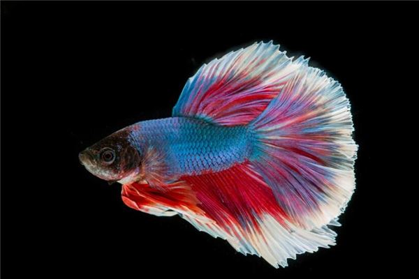 夢見彩色的魚_周公解夢