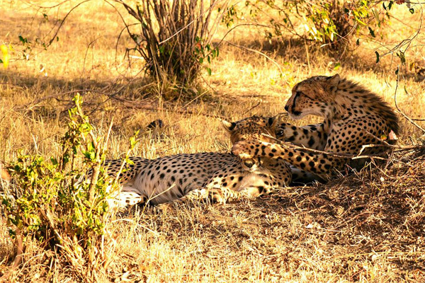 夢見黑豹子是什麼徵兆_周公解夢