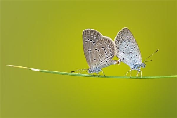夢到好多蝴蝶圍著我飛有什麼意義嗎_周公解夢