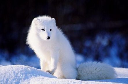 夢見白色的狐狸