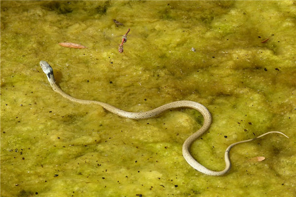 夢見蛇叫預示什麼_周公解夢