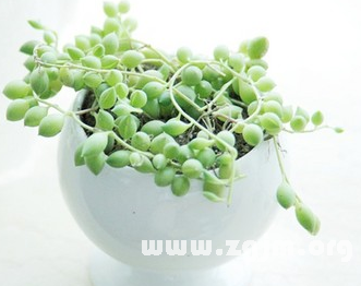 看看誰是12星座說謊大王_十二星座