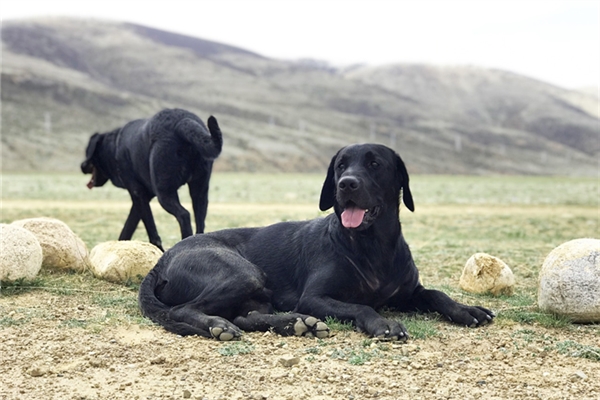 夢見自己被黑狗咬傷右手是啥預兆_周公解夢