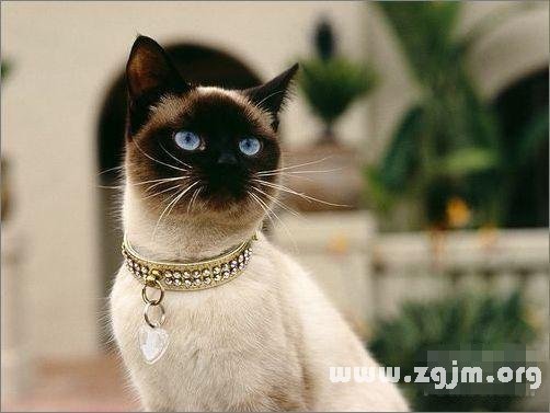 雙子座最適合的寵物貓：暹羅貓_十二星座