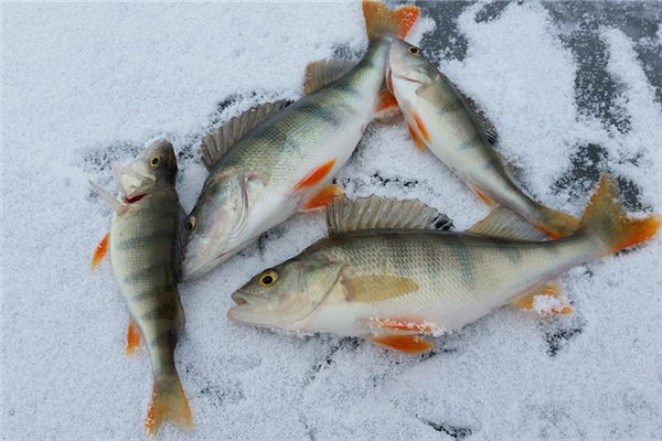 夢到了抓好多魚代表著什麼_周公解夢