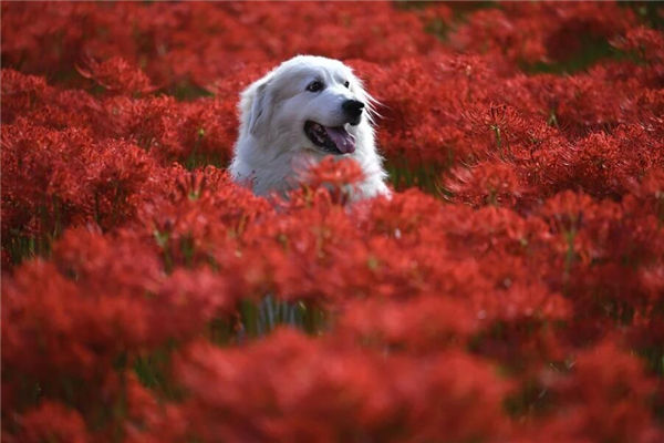 夢見狗咬我是什麼意思_周公解夢