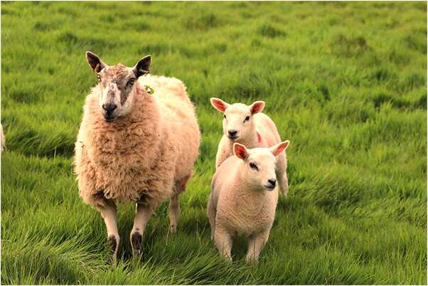 夢見生了個男孩身女孩臉會是什麼預兆_周公解夢官網