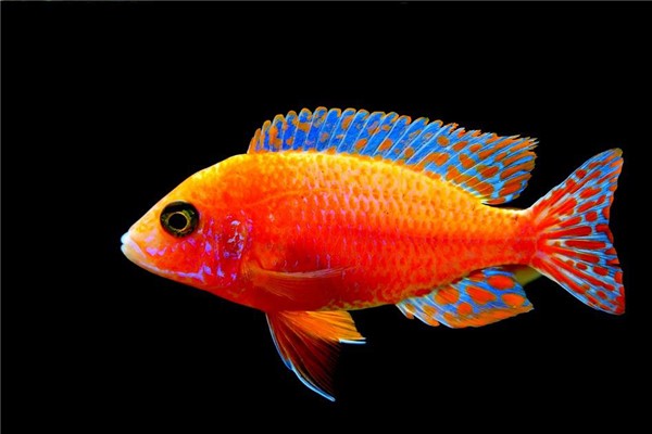 夢到魚丟了是什麼意思_周公解夢