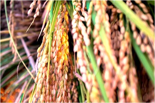 夢到了撿到把新菜刀有什麼意思嗎_周公解夢官網