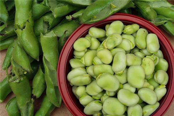 夢見買蠶豆什麼寓意_周公解夢