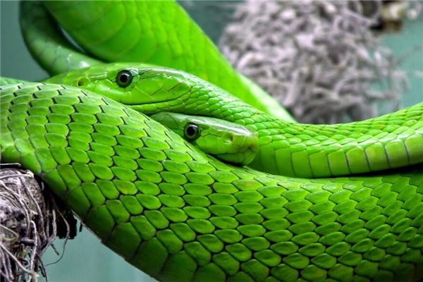 夢見兩條小蛇是什麼意思_周公解夢