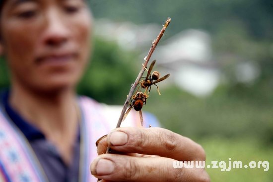 夢見打死馬蜂