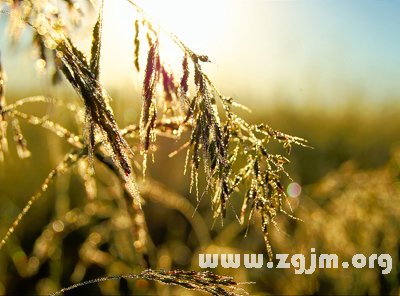 白露節氣的氣候特徵