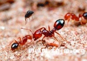 夢見紅螞蟻