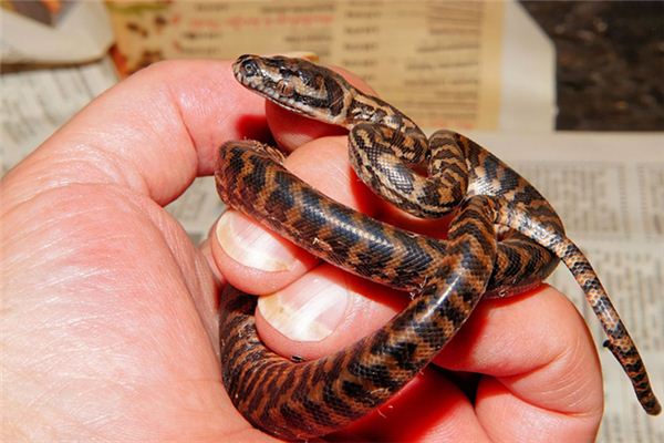 夢見養蛇什麼預兆_周公解夢