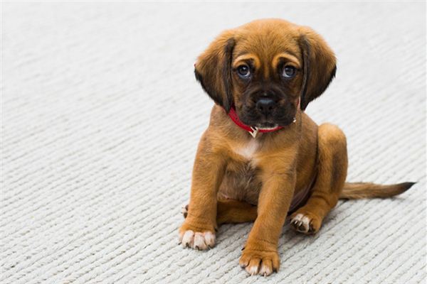 夢見小狗追著咬我_周公解夢