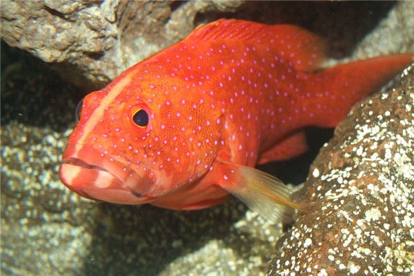 夢到小魚吃大魚是吉兆嗎?_周公解夢