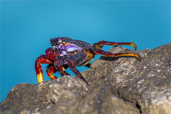 夢見吃大螃蟹_周公解夢