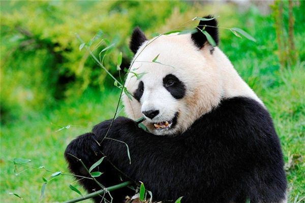 夢見熊貓:消除煩惱心情好_周公解夢