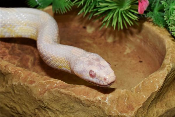 女人夢見下身進蛇_周公解夢