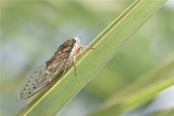 夢到蟬蟲預兆了什麼嗎_周公解夢