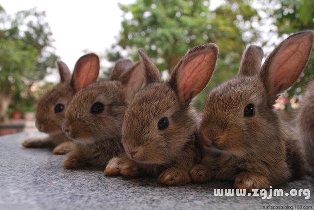 夢見很多兔子