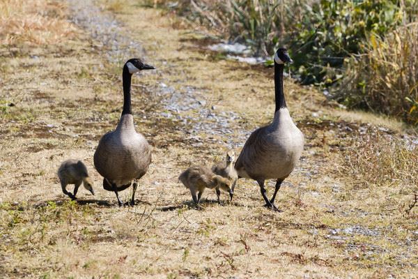 夢到鵝是什麼意思_周公解夢