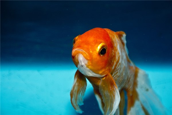 夢見死金魚預示什麼_周公解夢
