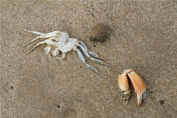 夢到動物死屍預兆了什麼嗎_周公解夢