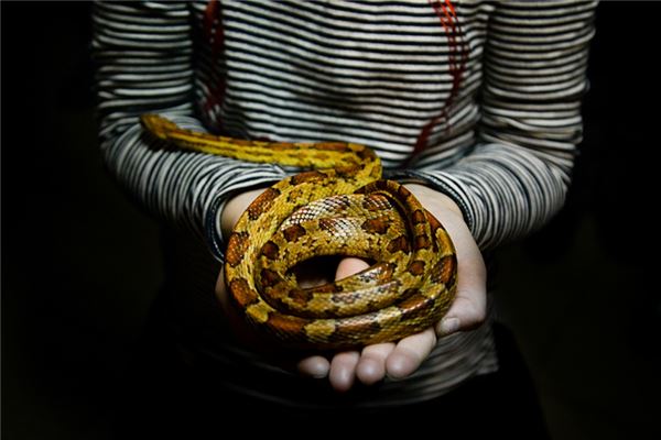 夢到蛇入宅_周公解夢