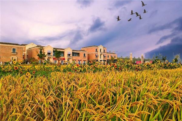 女人夢見成堆穀子_周公解夢