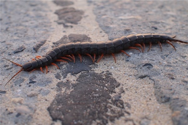 夢到了死蜈蚣代表什麼_周公解夢