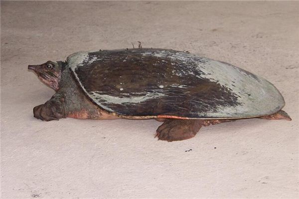 夢見自己抓住老鱉是什麼意思_周公解夢