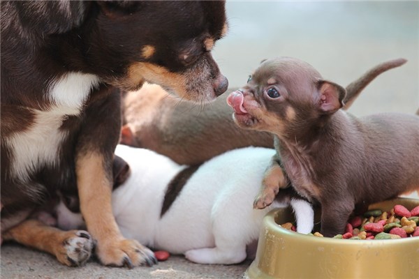 夢見大狗小狗會有什麼預兆_周公解夢