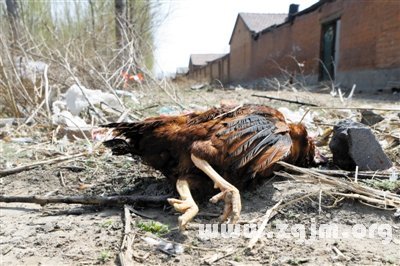 夢見好多死雞