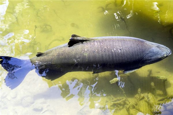 夢見特別大的魚_周公解夢