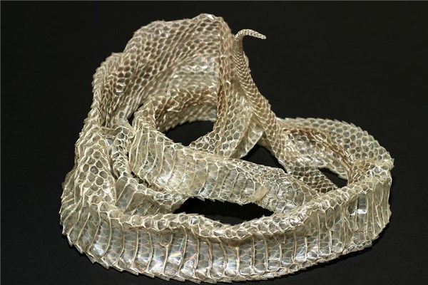 夢見蟒蛇皮意味著什麼_周公解夢