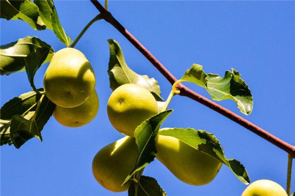 夢見摘棗吃_周公解夢