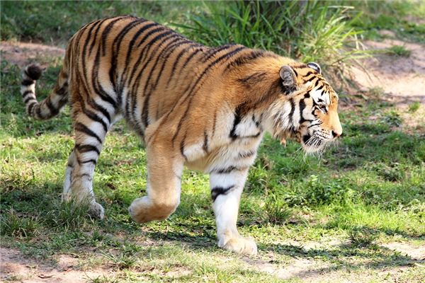 屬虎男人的性格和脾氣_十二生肖