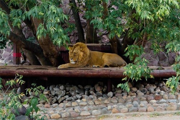 夢見獅子進宅_周公解夢