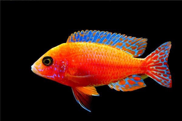 夢見吃魚頭_周公解夢