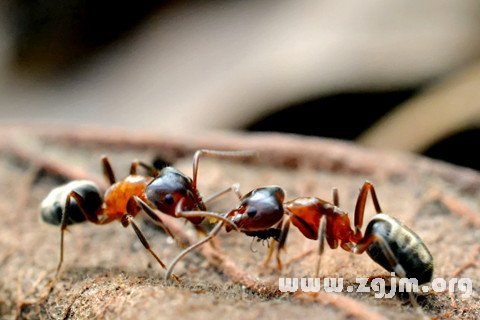 夢見兩隻螞蟻打架