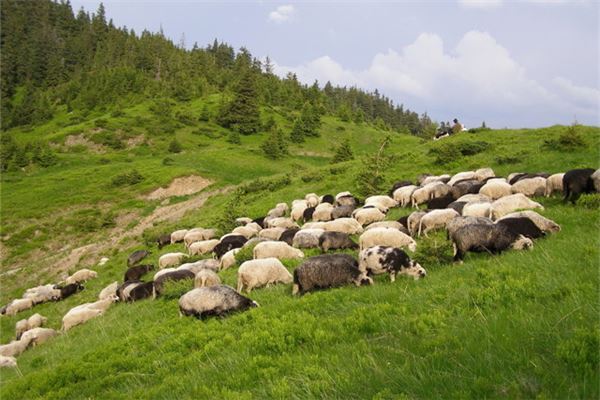 夢見一群羊_周公解夢