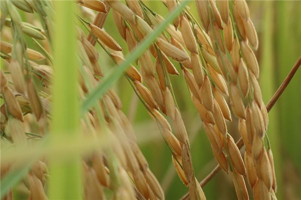 夢到了稻禾會是什麼預兆_周公解夢