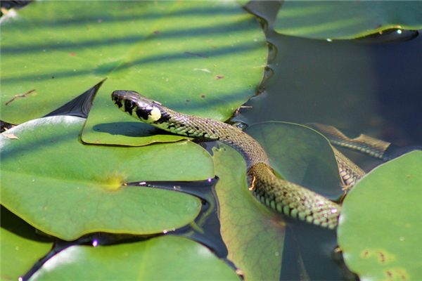 夢見蛇纏在身上意味什麼_周公解夢