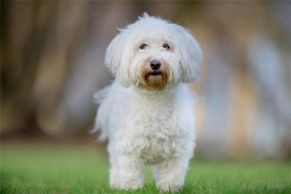 夢見小白狗_周公解夢