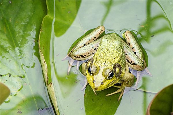 夢見青蛙意味著什麼_周公解夢