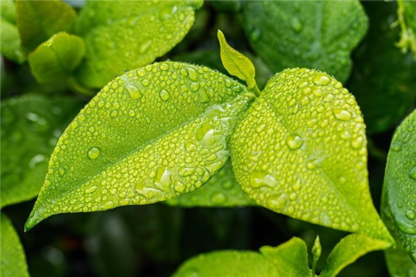 夢見綠色的植物有什麼說法_周公解夢