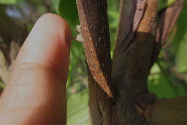 夢到了手扎刺的預兆_周公解夢