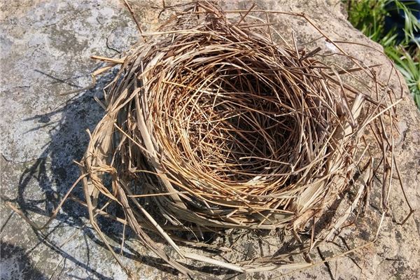 夢到鳥築巢怎麼回事_周公解夢